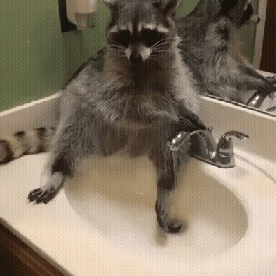 Raccoon Sitting In Bathroom Sink GIF
