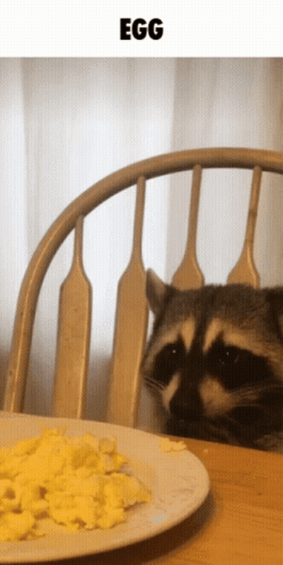 Raccoon Sitting In Chair Looking At Eggs GIF