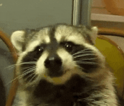 Raccoon Sitting In Chair With Open Mouth GIF