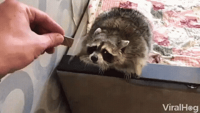 Raccoon Sitting On Bed Being Fed GIF