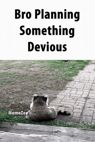 Raccoon Sitting On Brick Walkway Bro Planning Something Devious GIF