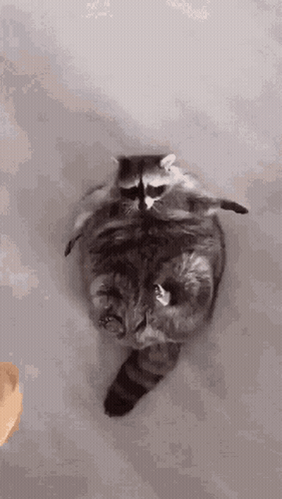Raccoon Sitting On Cat's Back GIF