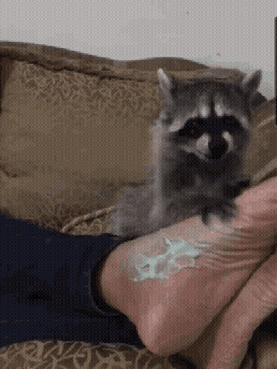 Raccoon Sitting On Lap Looking At Camera GIF
