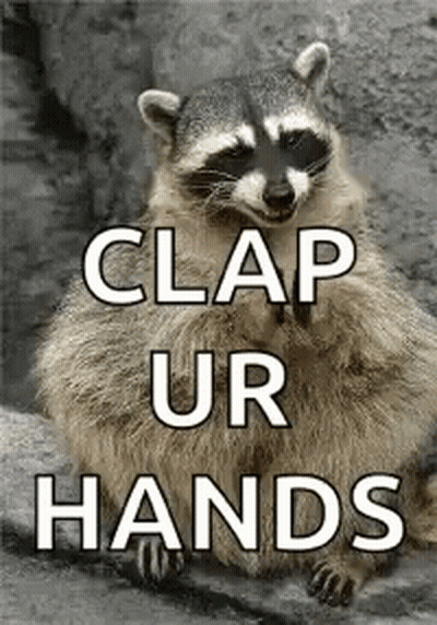 Raccoon Sitting On Rock Saying Clap Ur Hands GIF