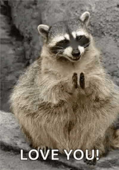 Raccoon Sitting On Rock With Paws Folded GIF