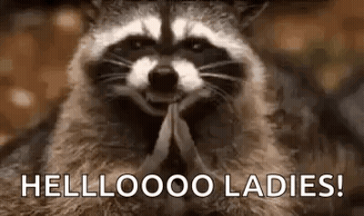 Raccoon Smiling And Praying GIF