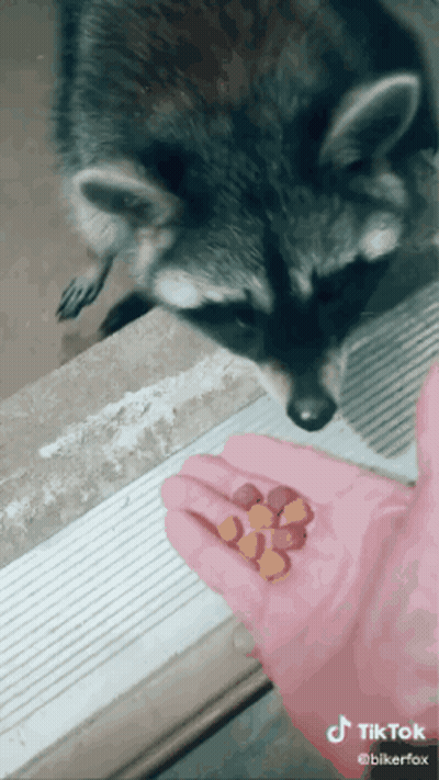Raccoon Standing Next To Person Holding Pills GIF