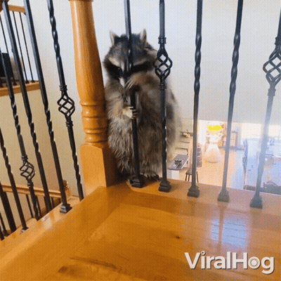 Raccoon Standing On Wooden Staircase Viralhog GIF
