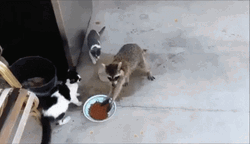 Raccoon Stealing GIF