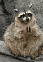 Raccoon Sweet Clapping