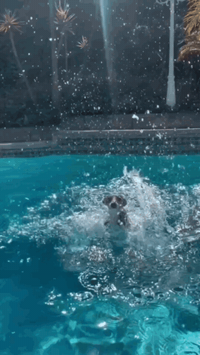 Raccoon Swimming In Pool Looking At Camera GIF