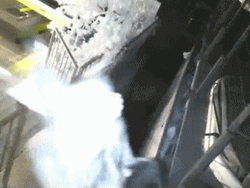 Raccoon Thrown Out GIF