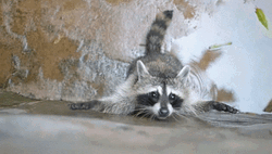 Raccoon Trying To Climb GIF