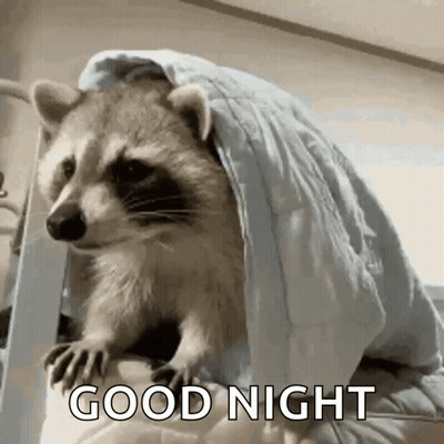 Raccoon Under Blanket Says Good Night GIF