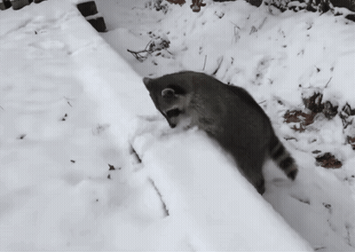 Raccoon Walking Through Snow GIF