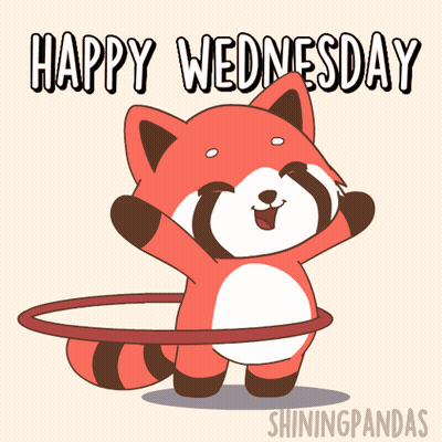 Raccoon With Hula Hoop Happy Wednesday GIF
