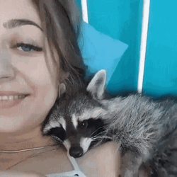 Raccoon With Human Mom GIF