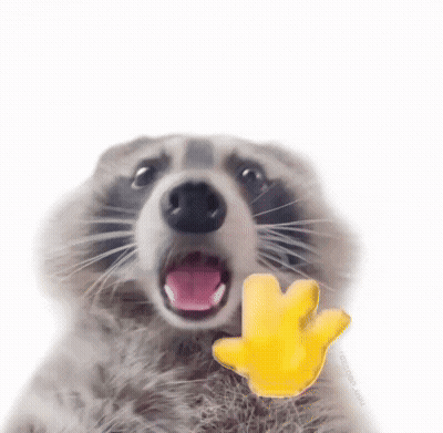 Raccoon With Open Mouth Holding Yellow Hand GIF