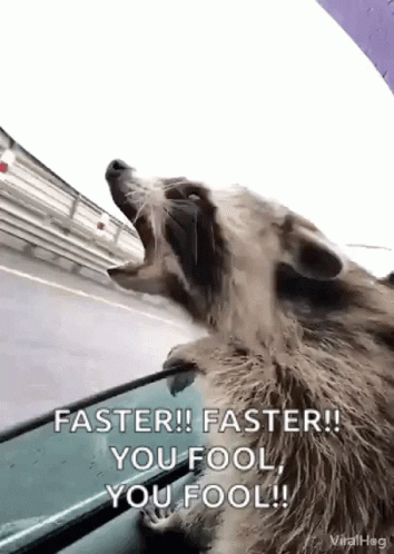Raccoon Yawning Out Car Window