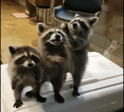 Raccoons Asking For Food GIF