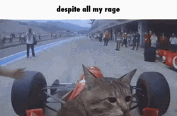 Race Cat Driving GIF