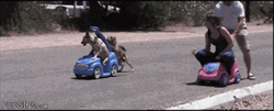 Race Kids And Pets GIF