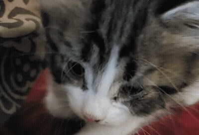 Raceday NASCAR Truck Series Night In America GIF