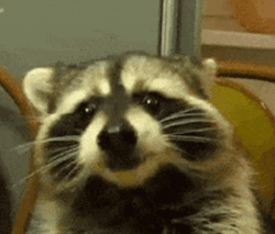 Racoon Chewing Food GIF