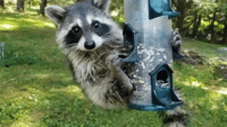 Racoon Cute Taking Foods Seeds  GIF