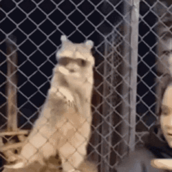 Racoon Dancing On The Fence GIF