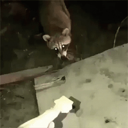 Racoon  Eating Biscuit GIF