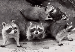 Racoon Funny Camera Jump GIF