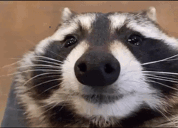Racoon Happy Meme  GIF