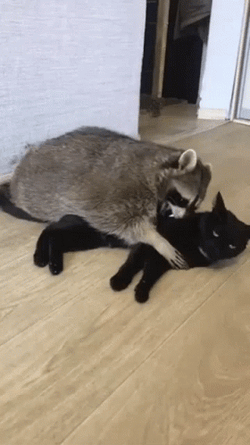 Racoon Hugging A Black Cat GIF