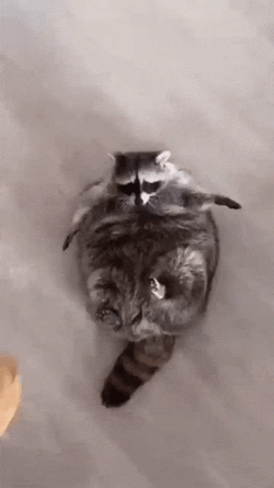 Racoon Hugging A Bun Bread GIF