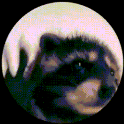 Racoon Jumping For Funny Holiday GIF