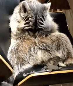 Racoon GIF
