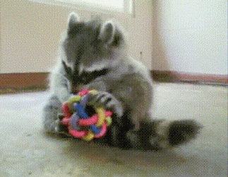 Racoon Playing Knot Chew Toy GIF