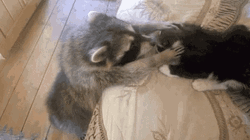 Racoon Playing With A Cat GIF