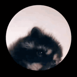 Racoon Raccoon GIF