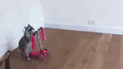 Racoon Riding  A Scooter GIF