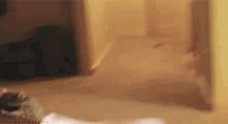 Racoon Rolling Away GIF