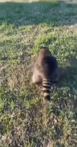 Racoon Rolling On The Grass GIF