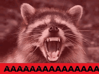 Racoon Screaming GIF