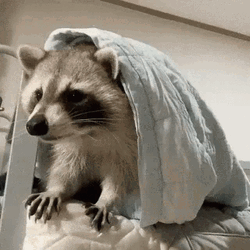 Racoon  Sleepy Hiding On Blanket GIF