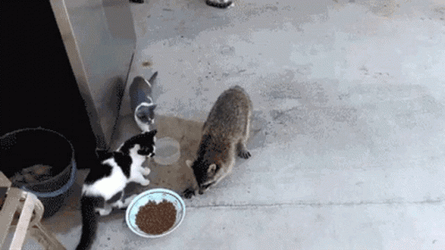 Racoon Sneaking Cat Food GIF
