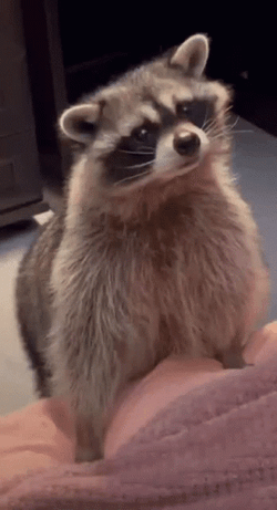Racoon Sniff Your Scent GIF