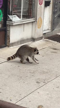 Racoon Walking Outside GIF