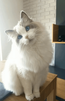 Rag Doll Cat Hello Hi  GIF