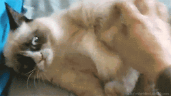 Ragdoll Cat Hug Tickle Time GIF